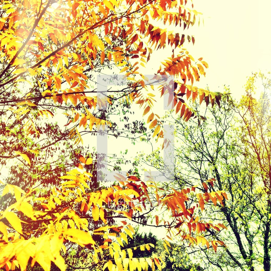 yellow fall leaves on a tree