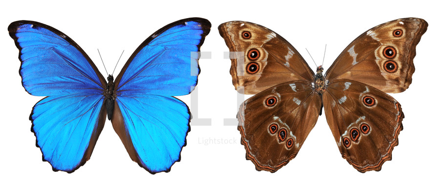 butterflies blue and brown 