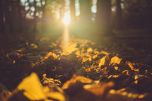 golden fall leaf under a sunbeam in a forest 