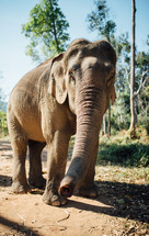 Indian Elephant 