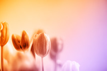 tulips against a pink background 