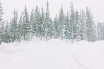 winter pine forest 