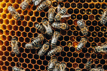 Bees swarming on honeycomb, extreme macro footage. Insects working in wooden beehive, collecting nectar from pollen of flower, create sweet honey. Concept of apiculture, collective work.