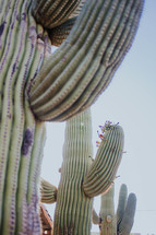 barrel cacti 