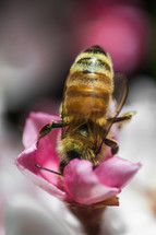 A honey bee pollinating a pink flower