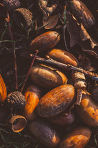 nuts and acorns 