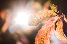 sunburst shining on leaves