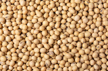 soybean background 