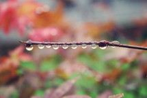 dew drops on a branch
