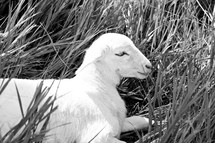 lamb resting in grass