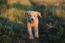 Sweet Golden Retriever Puppy Running On Green Grass.happy Doggy,Playful Activity