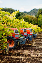 Orange Tractors in a vineyard napa valley fall harvest