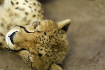 Cheetah lying on ground with eyes closed