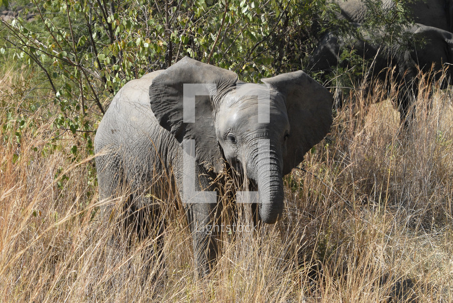 Baby Elephant in Savannah grasslands