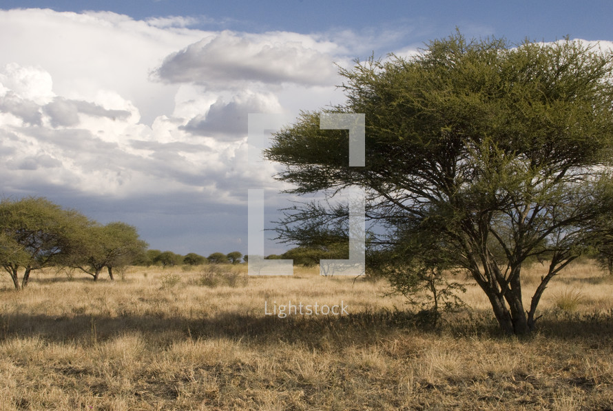 African thorn tree in savanna landscape