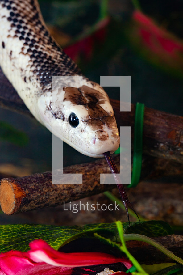 antherophis Obsoleta or Elaphe Obsoleta, commonly called Rat Snake