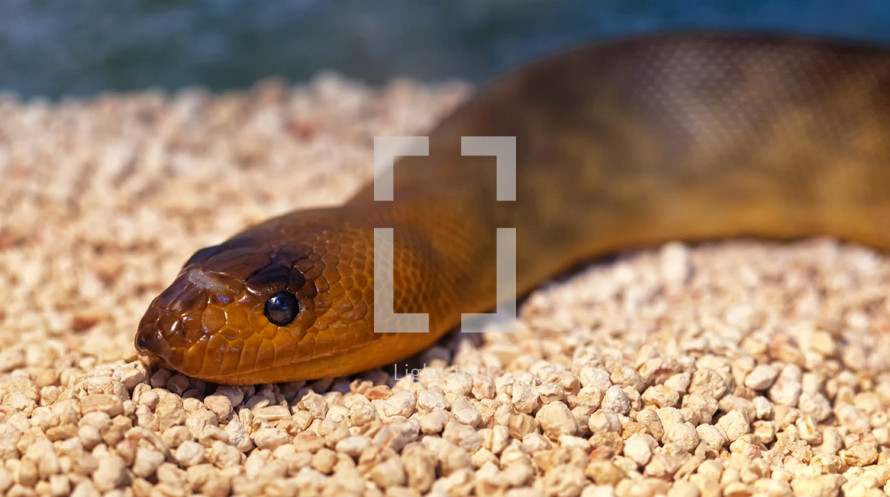 Argyrogena fasciolata or Banded Racer snake.