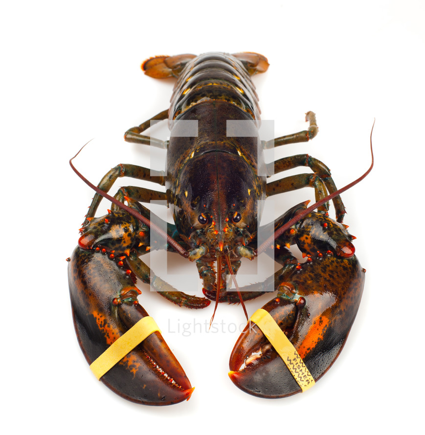  lobster on a white background 