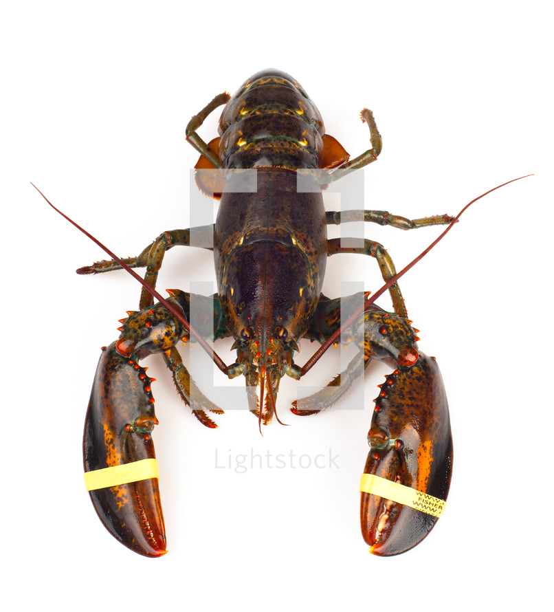 lobster on a white background