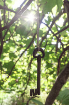 skeleton key hanging from tree 