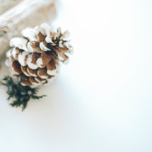 crisp winter pine cone 