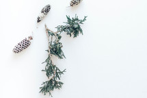 evergreen greenery branch and pine cone 