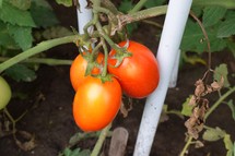 Red, ripe tomatoes on the vine