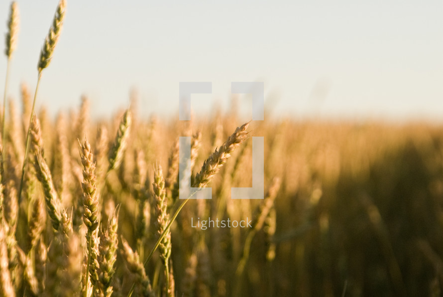 A wheat field at harvest time. 