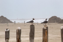 perched seagulls 