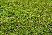 Green Moss Mosaic