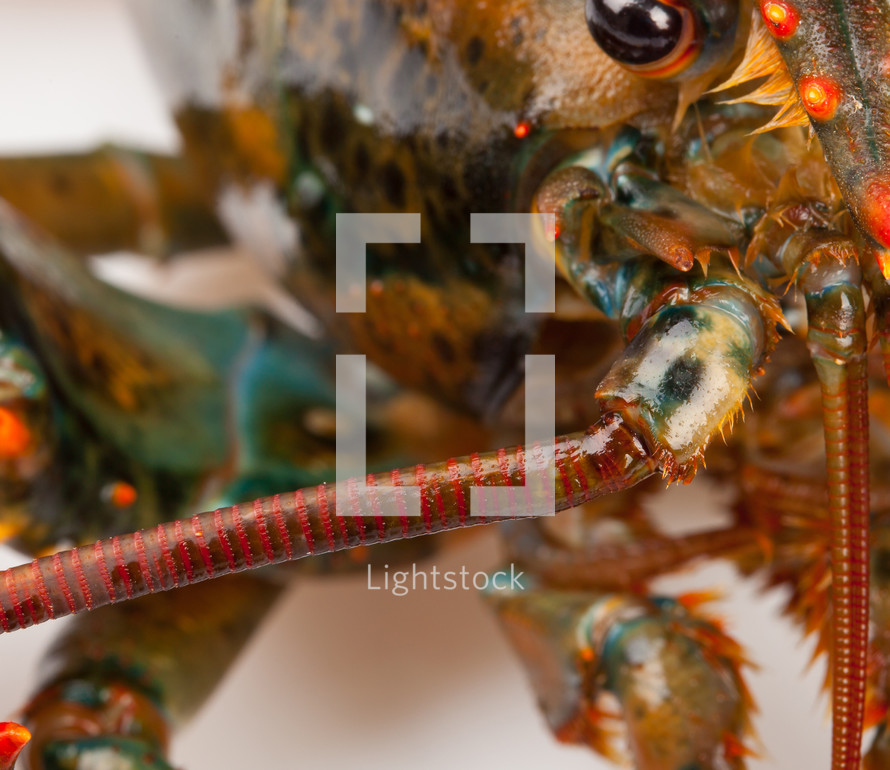 lobster 