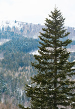 Spruce covered with snow in the tourist resort of Abetone in Italy.