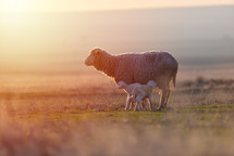 mother sheep with lambs 