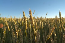 Open field of dry wheat plants. 