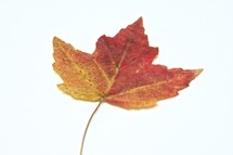 mixed colors of a maple leaf