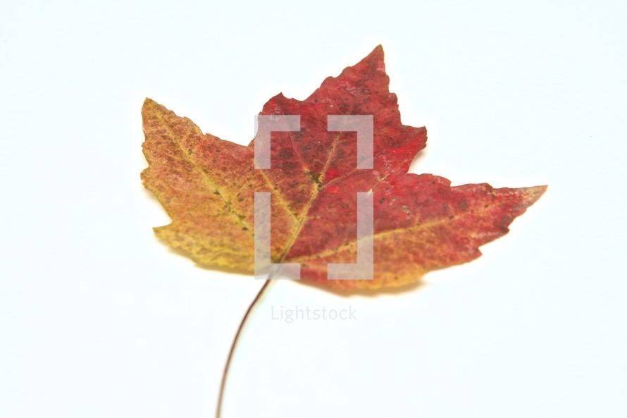 mixed colors of a maple leaf
