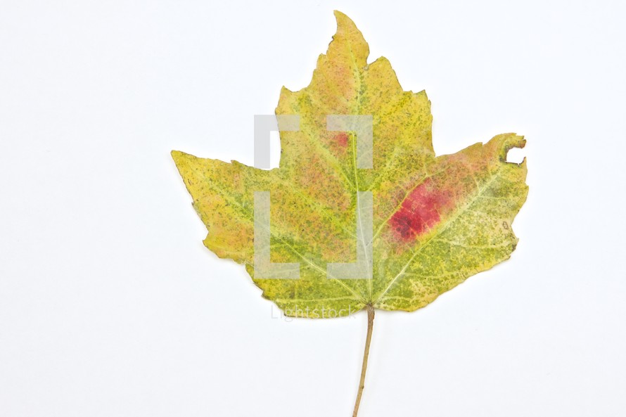 Green leaf with red spot isolated on white background.