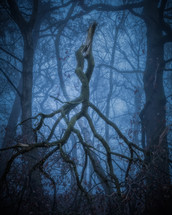 broken tree branch in a foggy forest 