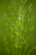closeup of pine needles in front of a green background