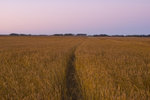 Wheat field at dawn ready for harvest. 