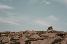 elk grazing on a mountaintop 