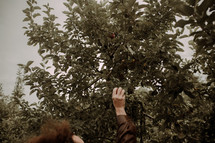a woman picking apples in an orchard 