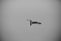 soaring seagull 