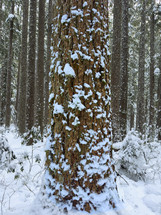 Snowy tree in the forest