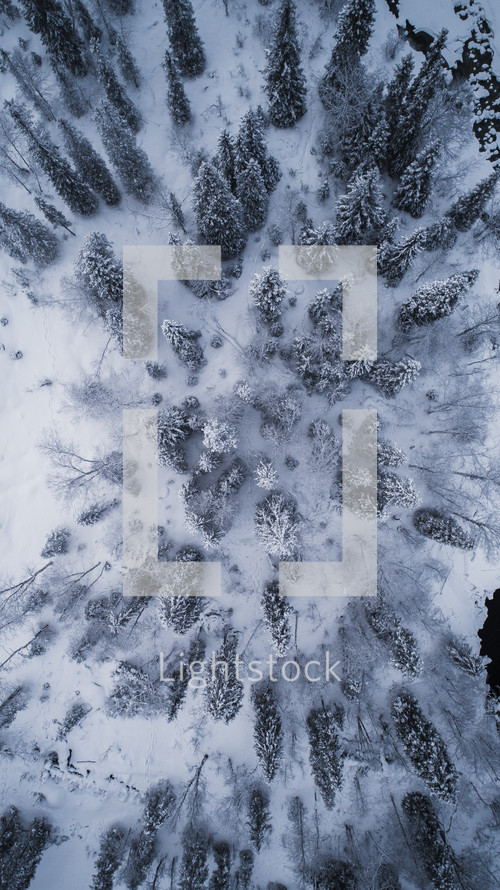 White snow-covered tree forest from above