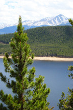 A pine tree with a lake and mountain in the distance