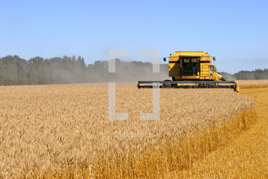Combine harvesting a field of wheat. fall, season, seed, 
