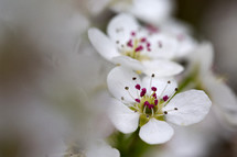white spring blossoms with blurred copy space for text 