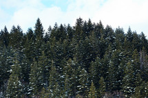 snow on a pine forest 