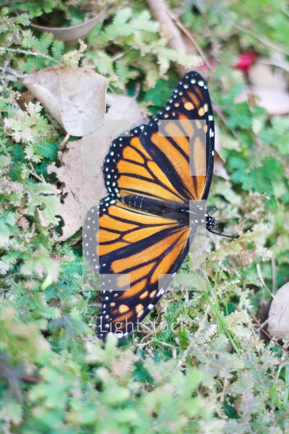 An orange and black Monarch butterfly.